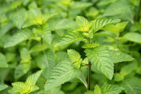 薄荷・ライムミント・和薄荷 きっと見つかるお気に入り