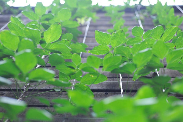 ご注文品の配送会社と配送形式について