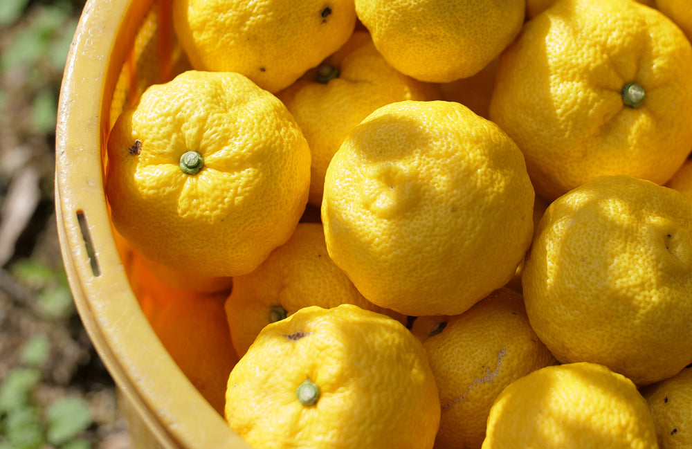 *ご好評により完売しました*旬にお届け【期間限定】山神果樹薬草園の「有機栽培柚子」