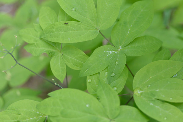 【北麓草水】一部製品の販売終了のお知らせ