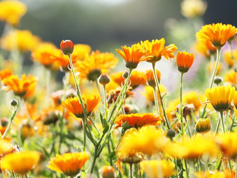 カレンデュラページ カレンデュラ特設ページ – 松山油脂オンラインストア